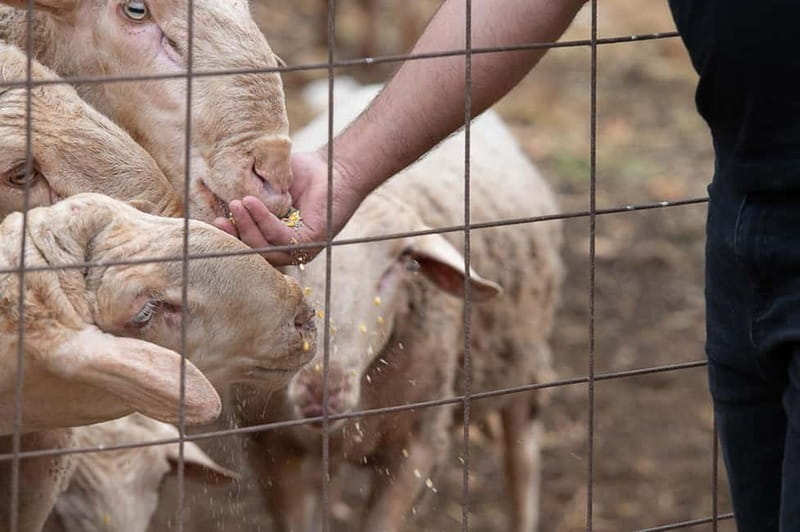 Crete: Farm Visit with Cheese Tasting and Milking Experience - Space for children beyond the animal pens