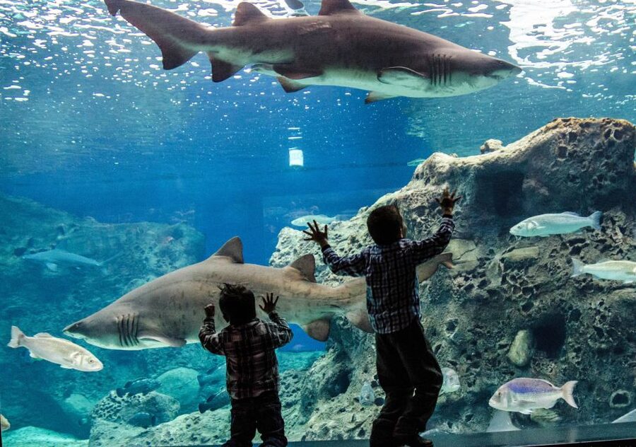 Crete: Heraklion Center, Local Market and Creta Aquarium - Who should book this tour