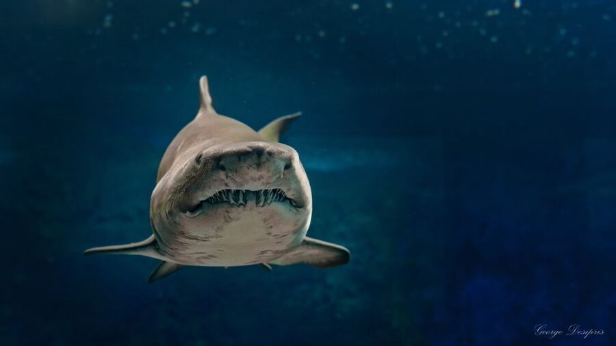 Crete: Heraklion Center, Local Market and Creta Aquarium - How the timing affects the experience