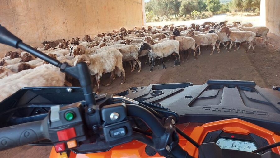 Crete: Off-Road Quad Safari with Lunch/Dinner - The final off-road run and lunch in Malia
