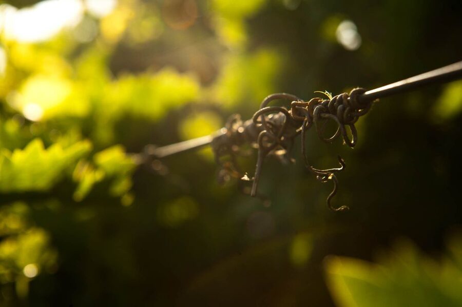 Crete: Olive, Wine, & Raki on a Flavorful Culinary Journey - Should you book the olive, wine, and raki tour?