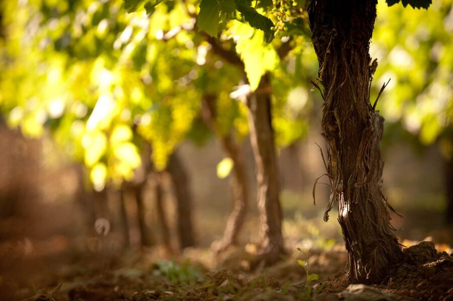 Crete: Olive, Wine, & Raki on a Flavorful Culinary Journey - Why this food tour works in Crete