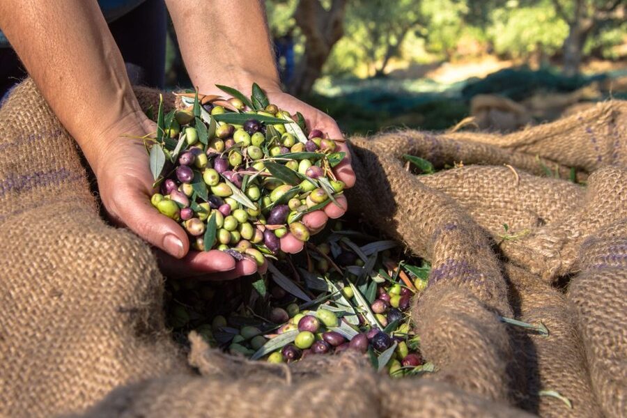Crete: Olive, Wine, & Raki on a Flavorful Culinary Journey - Booking details worth knowing