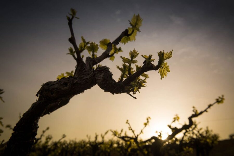 Crete: Olive, Wine, & Raki on a Flavorful Culinary Journey - Skalani: olive grove, mill, and the taste of fresh oil