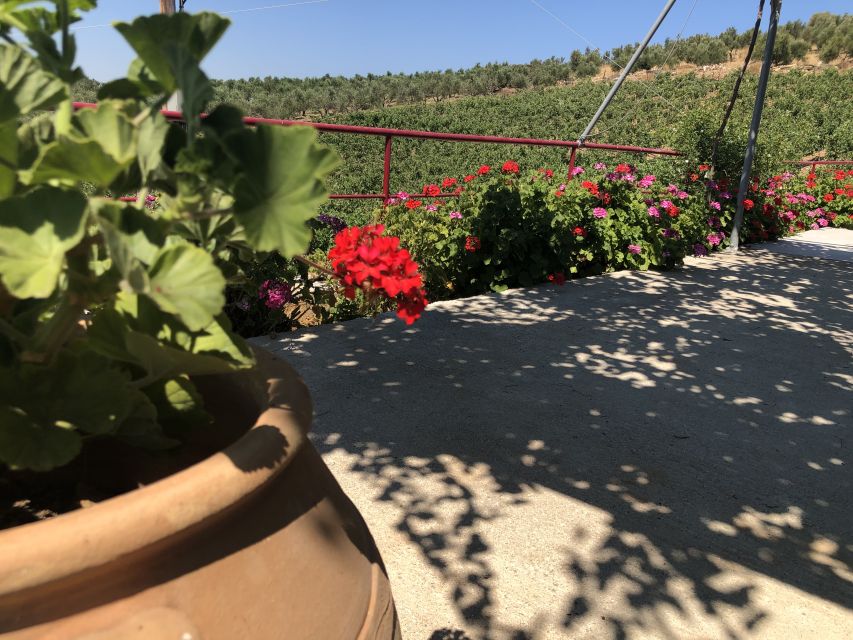 Crete Private Tour: The Secrets of Wine, Olives & Honey - Why this Crete tour feels different