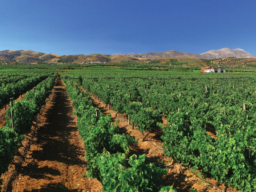Crete Private Tour: The Secrets of Wine, Olives & Honey - Paraschakis Olive Oil and the work behind a Cretan staple