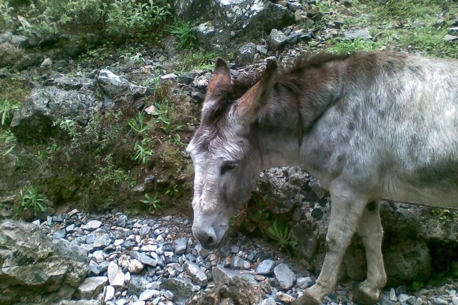 Crete: Samaria Gorge Hiking with transfer and expert Escort - The narrow cliffs and changing scenery