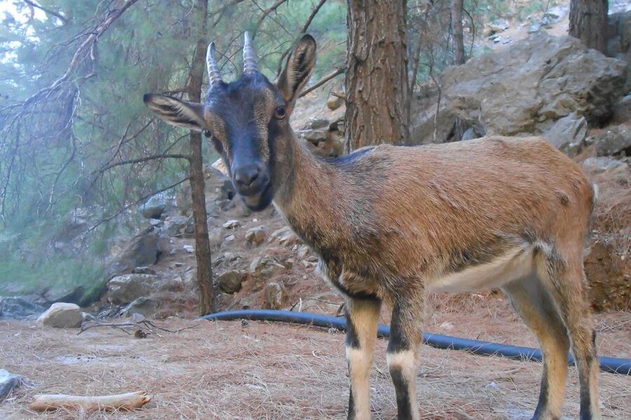 Crete: Samaria Gorge Hiking with transfer and expert Escort - Reaching Agia Roumeli and the Libyan Sea
