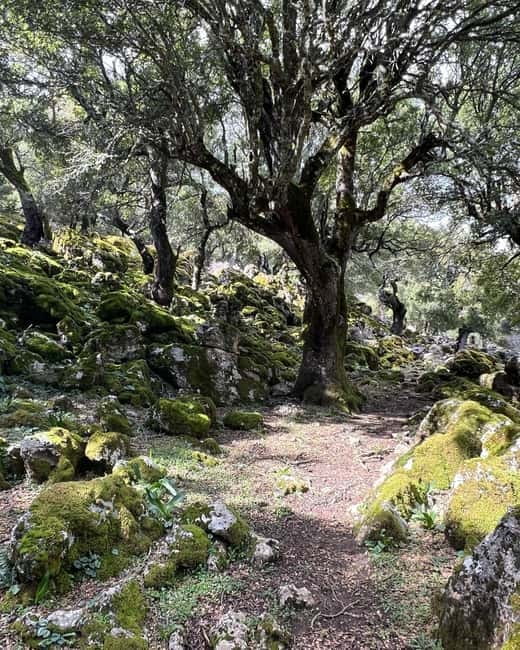Crete: Sarakina Gorge, Forests, and South Coast Safari - The Kroustas forest and Crete’s high country
