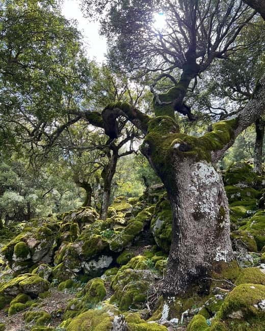 Crete: Sarakina Gorge, Forests, and South Coast Safari - Lunch at a mountain taverna
