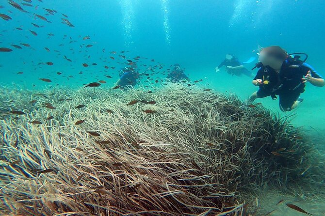 Discover Small Group Scuba Diving Experience in Nea Makri, Athens - A calm first step into Greek waters