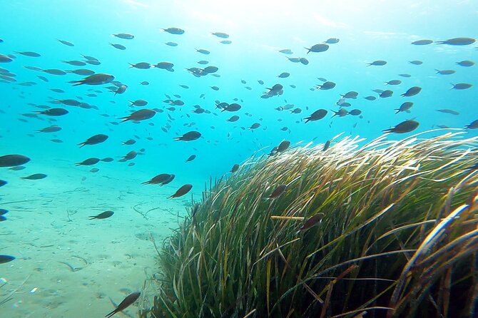 Discover Small Group Scuba Diving Experience in Nea Makri, Athens - Schinias Beach and the 5 to 6 meter descent