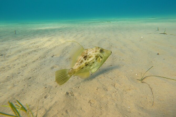Discover Small Group Scuba Diving Experience in Nea Makri, Athens - What the four-hour schedule really means