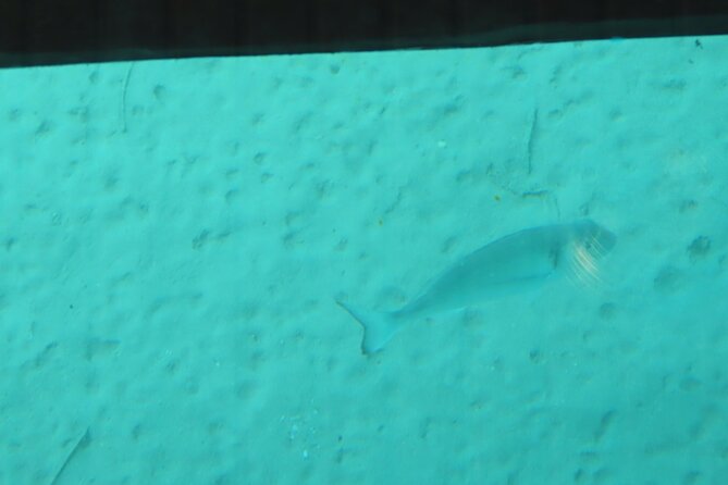 Dory's Glass Bottom Boat Adventure in Pserimos and Pserimos Beach - Is $24.19 good value?