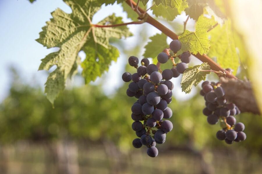 Evening of Wine and Scenic Views in Skiathos - A hillside introduction to Skiathos wine