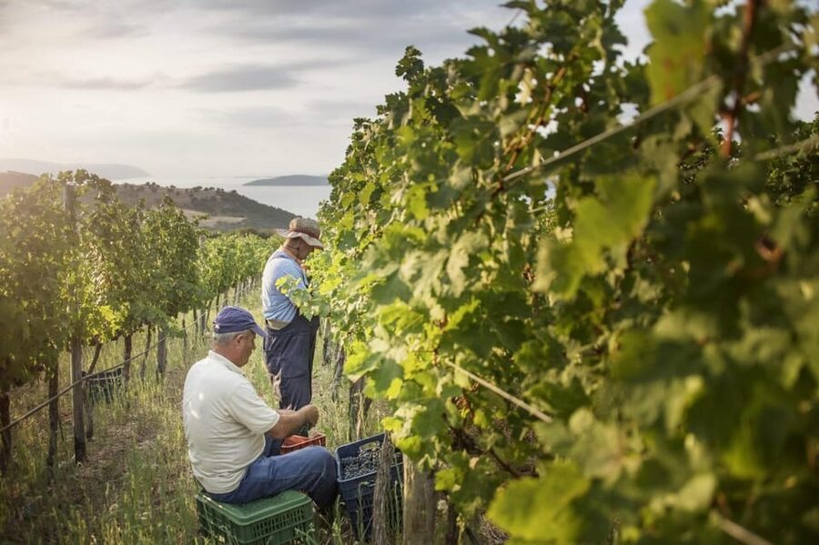 Evening of Wine and Scenic Views in Skiathos - Touring the vines and winemaking area