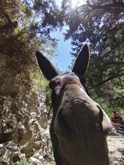 From Chania: Guided Tour to Loutro (Boat tickets Included) - Practical advice before you go