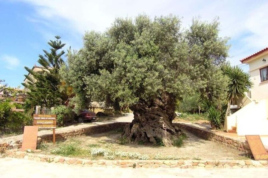 From Chania: Olive Oil, Wine, Cheese & Honey Tasting Tour - A seven-hour taste of rural Crete