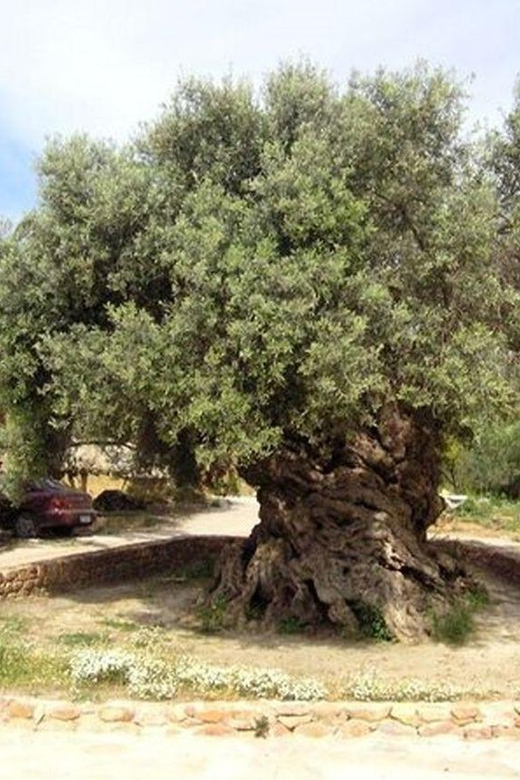 From Chania: Olive Oil, Wine, Cheese & Honey Tasting Tour - Wine at Pnevmatikakis Winery in Nopigia