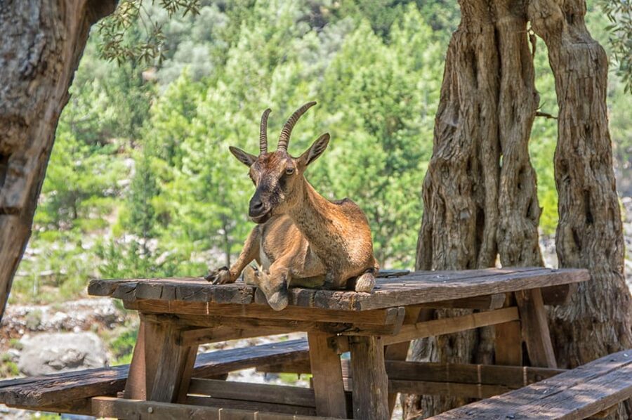 From Chania: Samaria Gorge with Professional Hiking Guide - The early coach ride from Chania to Omalos