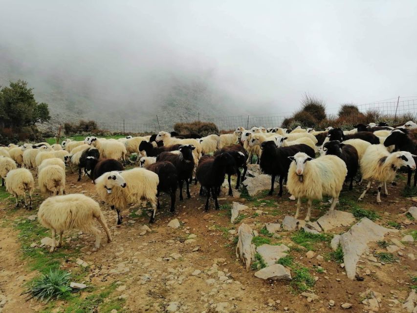 From Chania: White Mountains Land Rover Safari - Key points at a glance