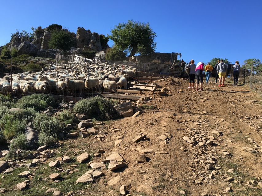 From Chania: White Mountains Land Rover Safari - Meeting the shepherd at a traditional mitato