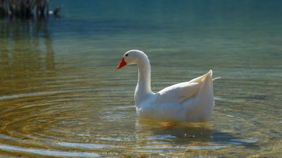 From Heraklion: Chania Town, Kournas Lake, and Rethymno Tour - Kournas Lake: a peaceful break with optional activity