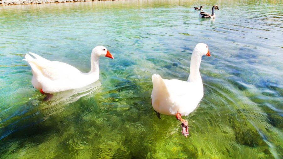 From Heraklion: Chania Town, Kournas Lake, and Rethymno Tour - How to make the most of the day