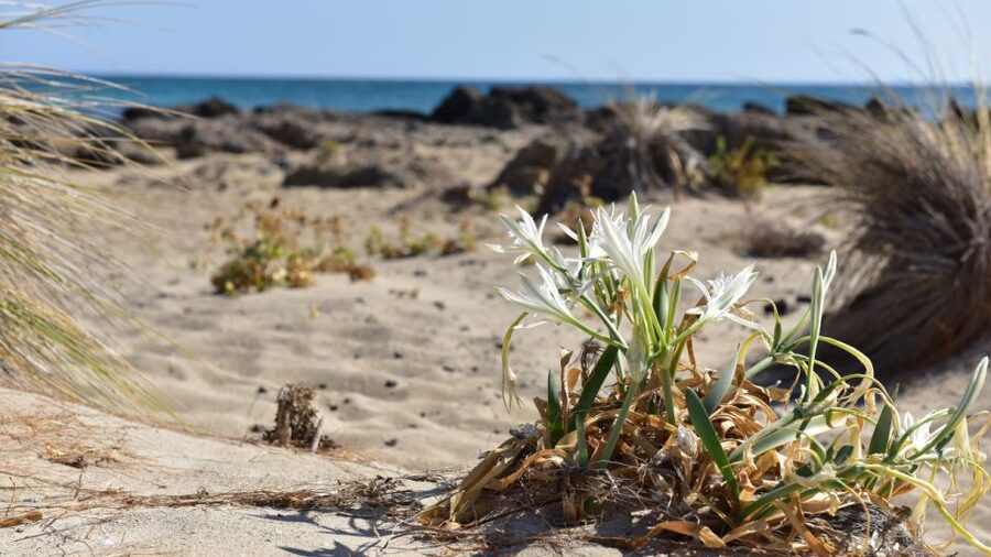 From Heraklion: Elafonisi Beach Day Tour with Pickup - Who should book this day trip?