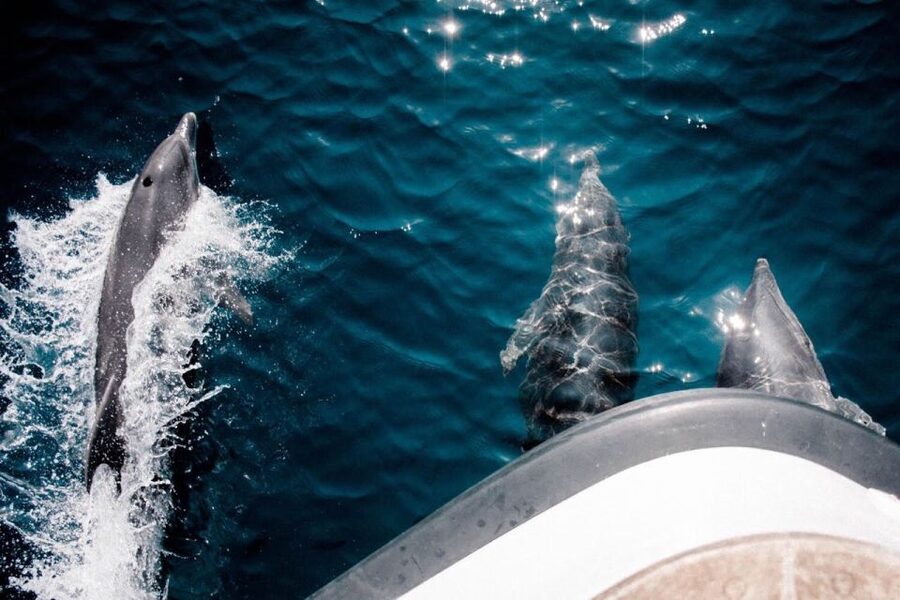 From Ouranoupolis: Cruise to Mount Athos Monasteries - Watch the water for dolphins and monk seals