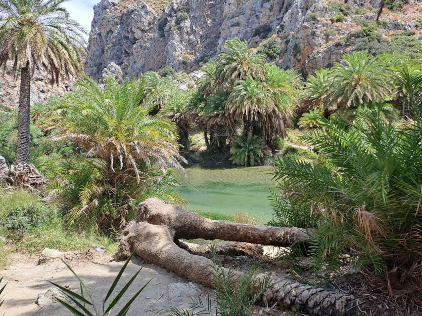 From Rethymno: Kourtaliotiko, Preveli Palm Beach, & Damnoni - What the $28.23 price really covers