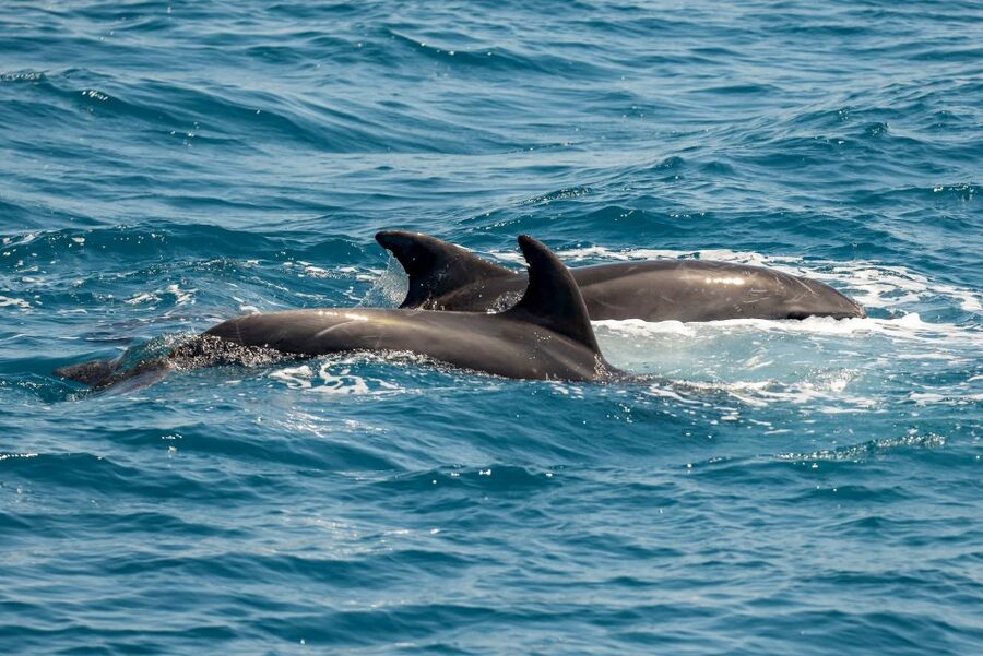 From the Port of Kos: Full Day Boat Cruise to 3 Islands - The boat atmosphere and crew service