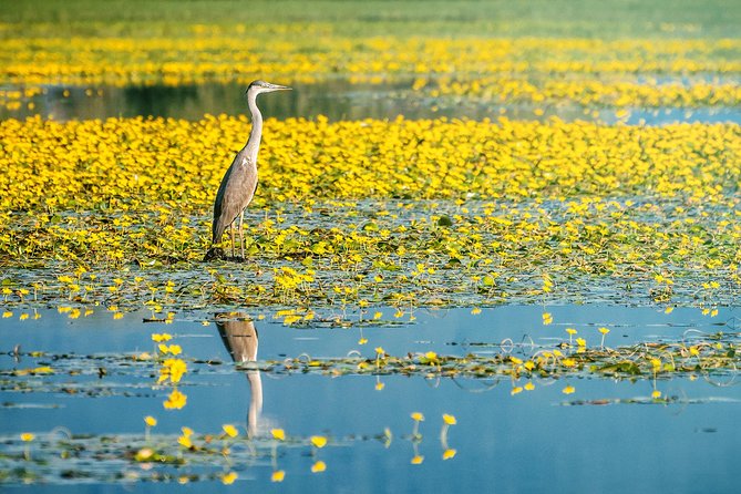 From Thessaloniki: Private Day Trip to Kerkini Lake - Why Kerkini Lake makes a strong day trip from Thessaloniki