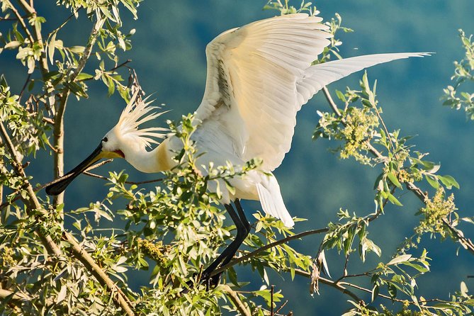 From Thessaloniki: Private Day Trip to Kerkini Lake - Lithotopos Dam, where birdwatching begins