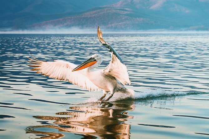 From Thessaloniki: Private Day Trip to Kerkini Lake - The 8:00 AM departure and the journey north