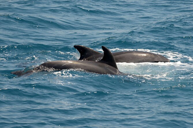 Full Day 3-Island Boat Cruise from Port of Kos - One Hour on Quiet Pserimos