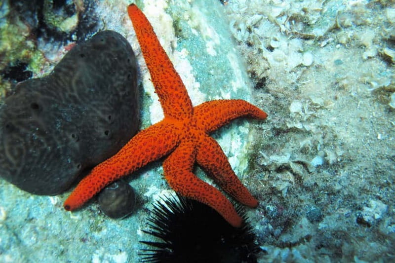 Halkidiki-Kassandra: Scuba Diving for Beginners - The five-minute ride to Kassandra