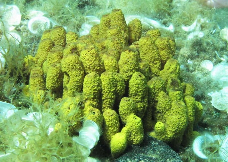 Halkidiki-Kassandra: Scuba Diving for Beginners - A 20-minute safety briefing on the peninsula