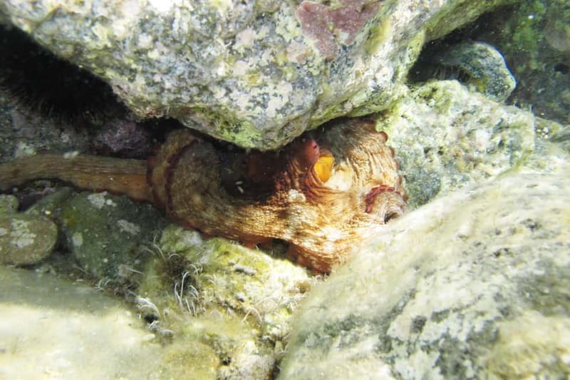 Halkidiki-Kassandra: Scuba Diving for Beginners - Thirty minutes among clear water and sea life