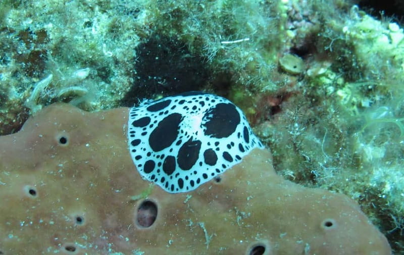 Halkidiki-Kassandra: Scuba Diving for Beginners - Who should book this experience