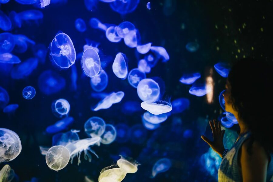Heraklion Area: CRETAquarium Admission Ticket - Should You Book CRETAquarium?