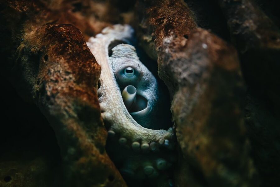 Heraklion Area: CRETAquarium Admission Ticket - Allow One Hour, or Two With Children