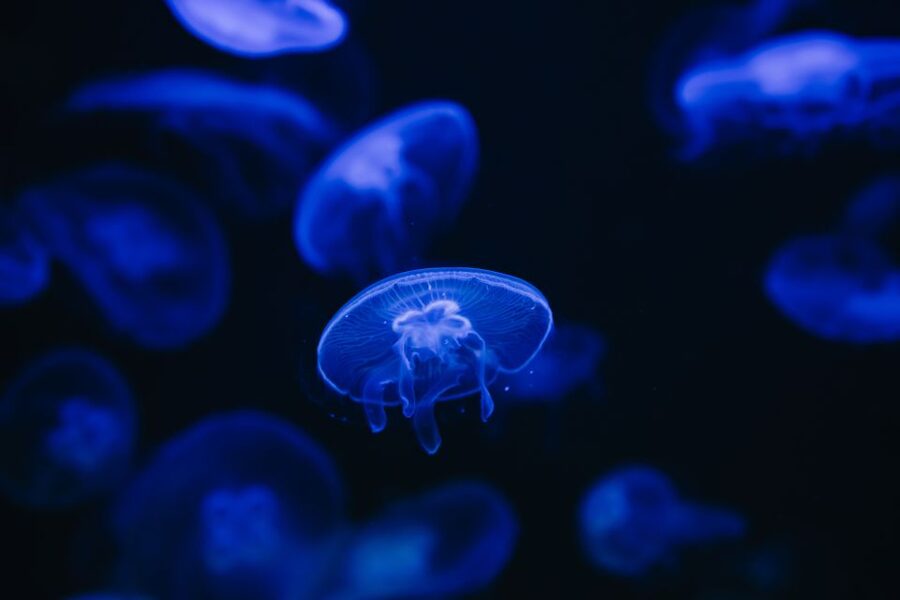 Heraklion Area: CRETAquarium Admission Ticket - Sharks, Turtles, and the Most Memorable Tanks