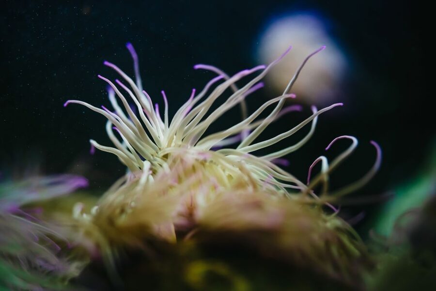 Heraklion Area: CRETAquarium Admission Ticket - Timing Your Visit Around Summer Crowds