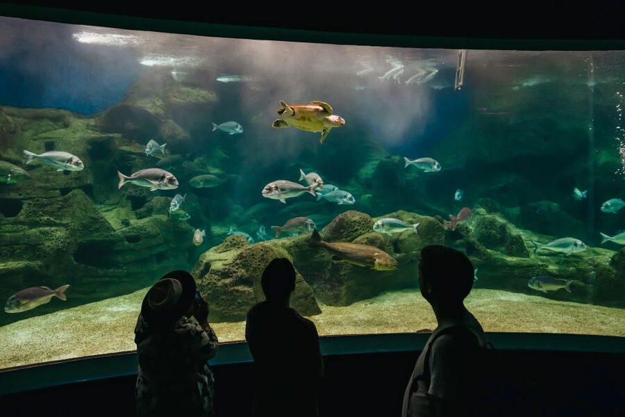 Heraklion Area: CRETAquarium Admission Ticket - Why the Research Connection Adds Value