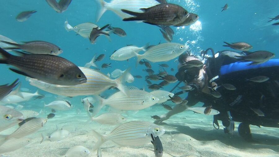 Heraklion: Beginner Scuba Diving Lesson with PADI Instructor - Entering the clear water of Agia Pelagia Bay