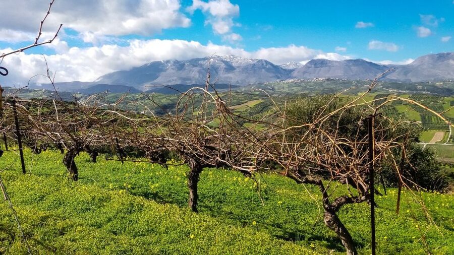 Heraklion: Cretan Wine Tasting Tour & Gourmet Lunch - Practical advice before you go