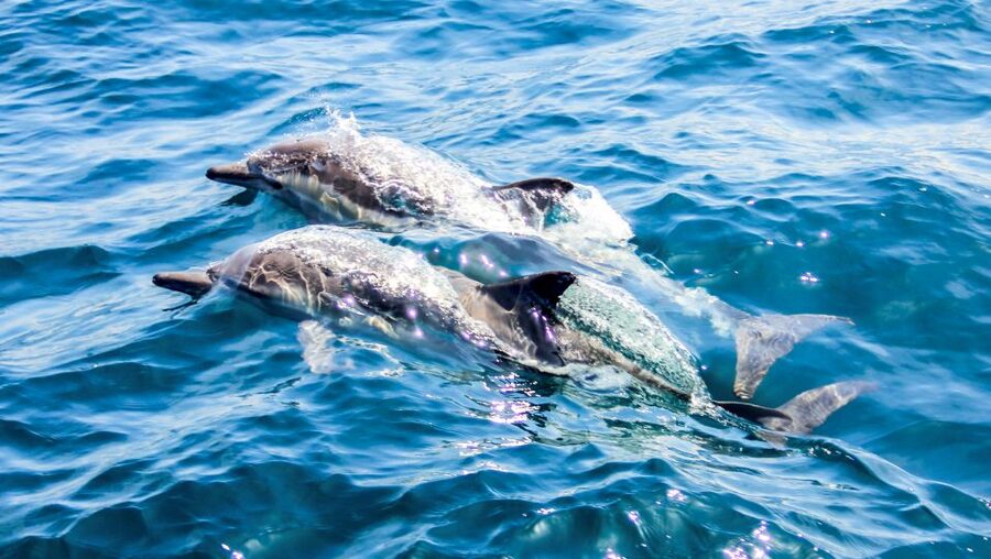 Heraklion: Dia Island Sailboat Cruise with Swimming and Meal - Who will get the most from this Dia Island cruise?