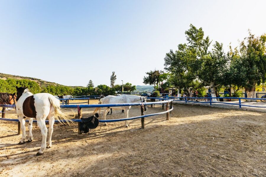 Heraklion: Finikia Horse Riding Tour with Lunch or Dinner - Starting at the Finikia farm with coffee and a safety check