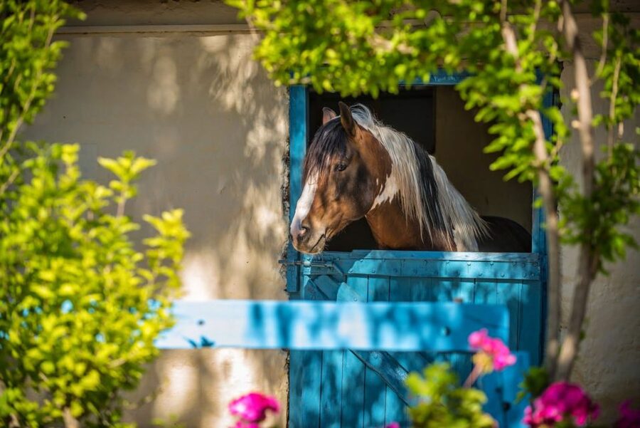 Heraklion: Horseriding Day Tour with Lunch and Transfer - A plentiful Cretan lunch back at the ranch